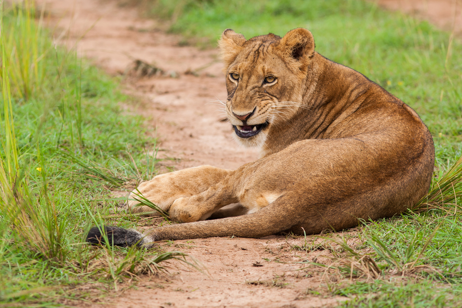 Löwin im Murchison Falls NP, Uganda