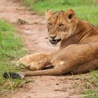 Löwin im Murchison Falls NP, Uganda