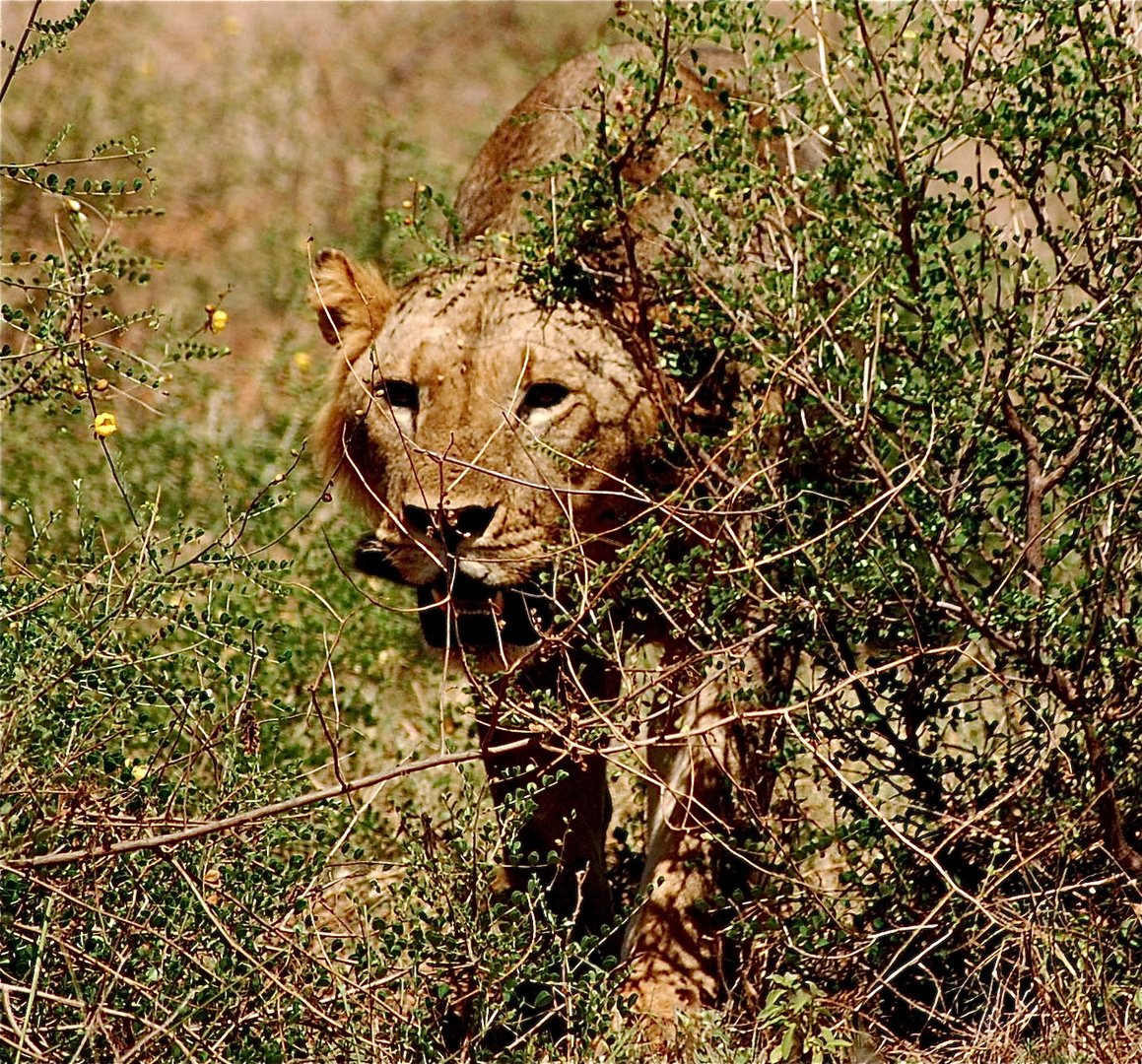 Löwin im Nationalpark Tsavo East / Kenia