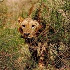 Löwin im Nationalpark Tsavo East / Kenia