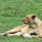 Löwin im Ngorongoro Krater