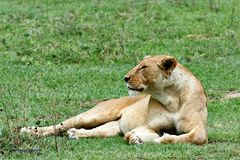 Löwin im Ngorongoro Krater