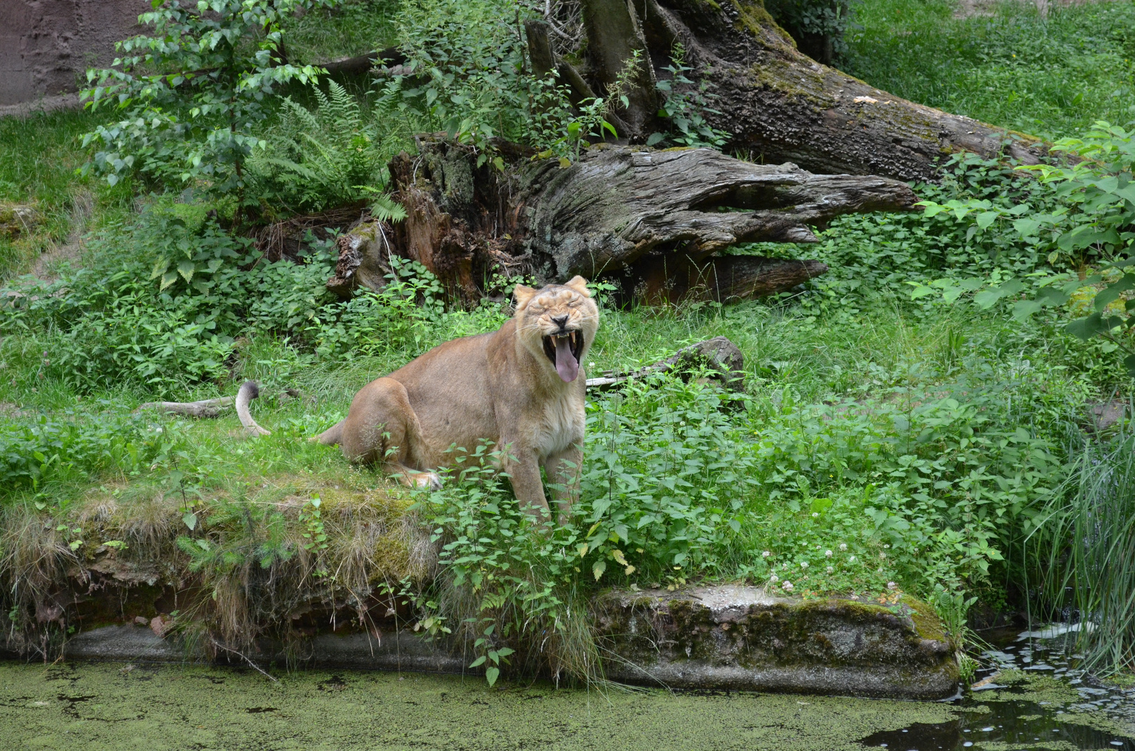 Löwin im Nürnberger Tiergarten