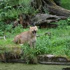 Löwin im Nürnberger Tiergarten