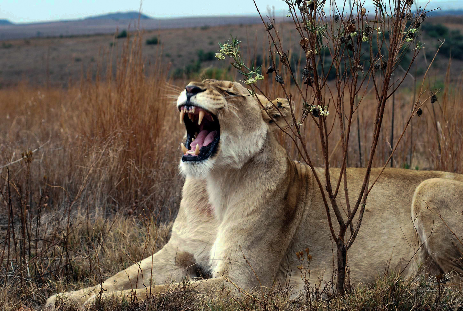 LÖWIN IM RHINO & LION NATURE RESERVE