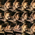 Löwin im Rotterdamer Zoo auf Beobachtungsstand (Niederlande) (19.03.2012)