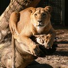 Löwin im Rotterdamer Zoo (Niederlande) (19.03.2012) (2)