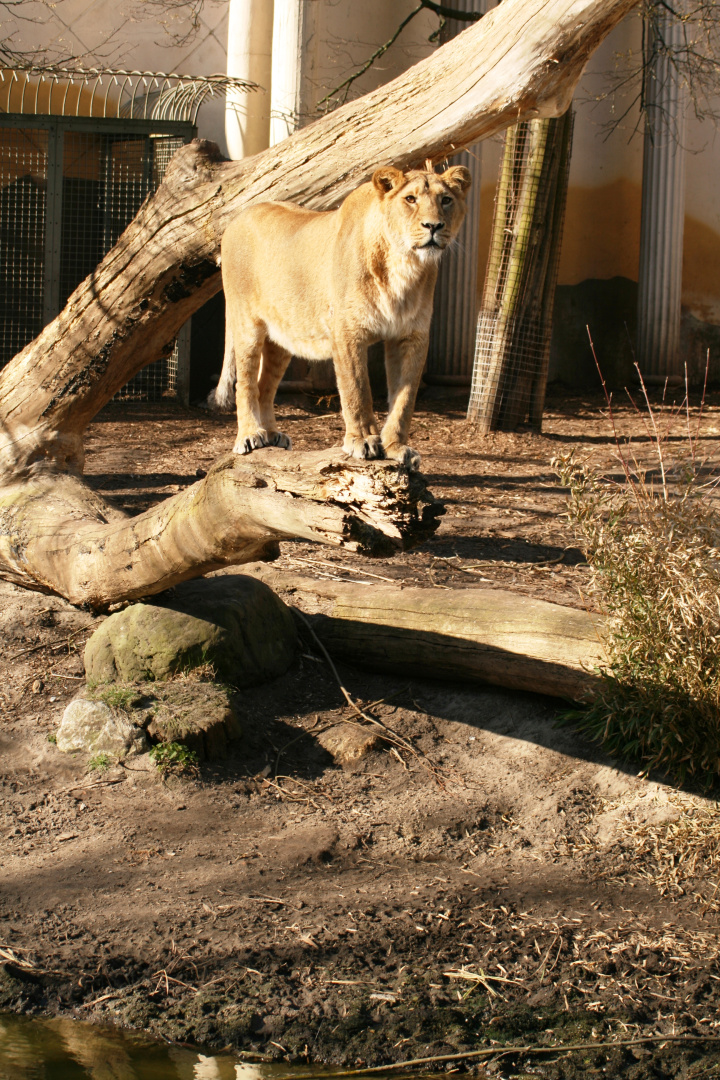 Löwin im Rotterdamer Zoo (Niederlande) (19.03.2012)