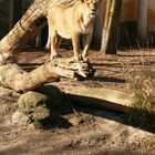 Löwin im Rotterdamer Zoo (Niederlande) (19.03.2012)