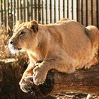 Löwin im Rotterdamer Zoo (Niederlande) (19.03.2012)