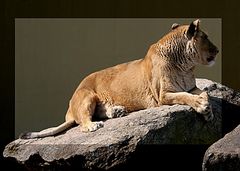 LÖWIN IM SCHATTENSPIEL-ZOO AUGSBURG