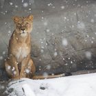 Löwin im Schnee