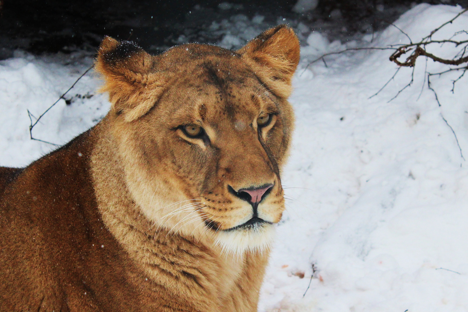 Löwin im Schnee