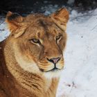 Löwin im Schnee