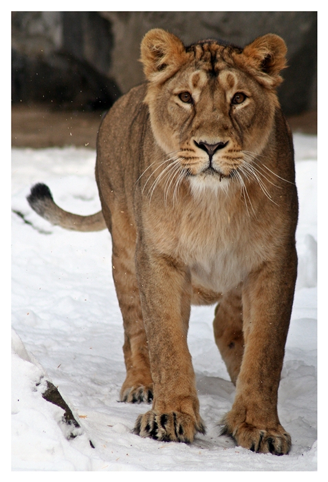 Löwin im Schnee