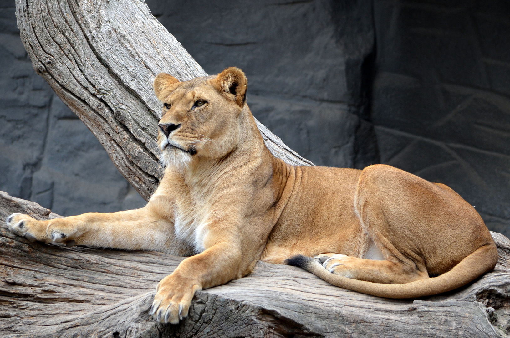 Löwin im Tierpark Hagenbeck