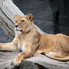 Löwin im Tierpark Hagenbeck