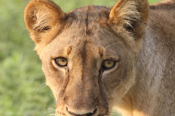 Löwin im Tuli Block in Botswana