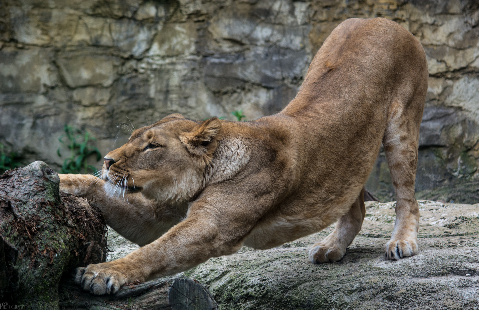 Löwin im Wuppertaler Zoo