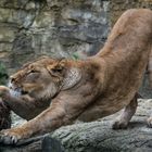 Löwin im Wuppertaler Zoo