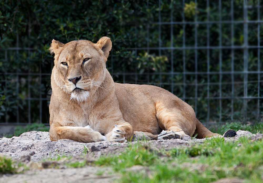 Löwin im Zoo Duisburg