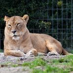 Löwin im Zoo Duisburg