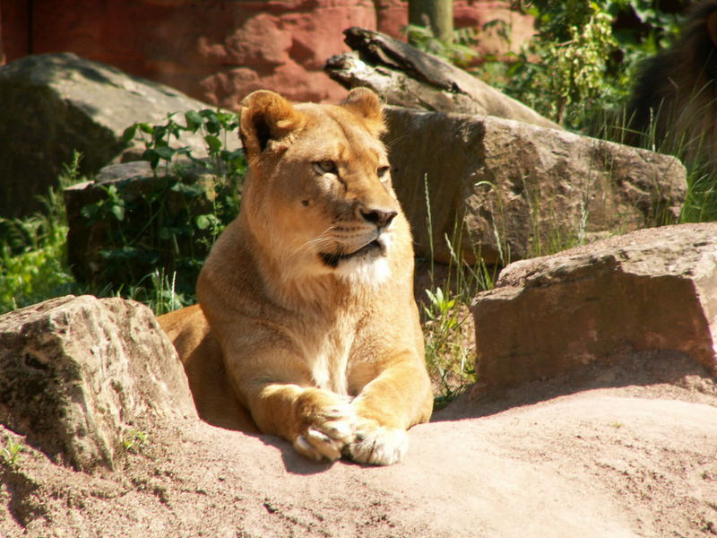 Löwin im Zoo Hannover