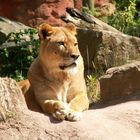 Löwin im Zoo Hannover