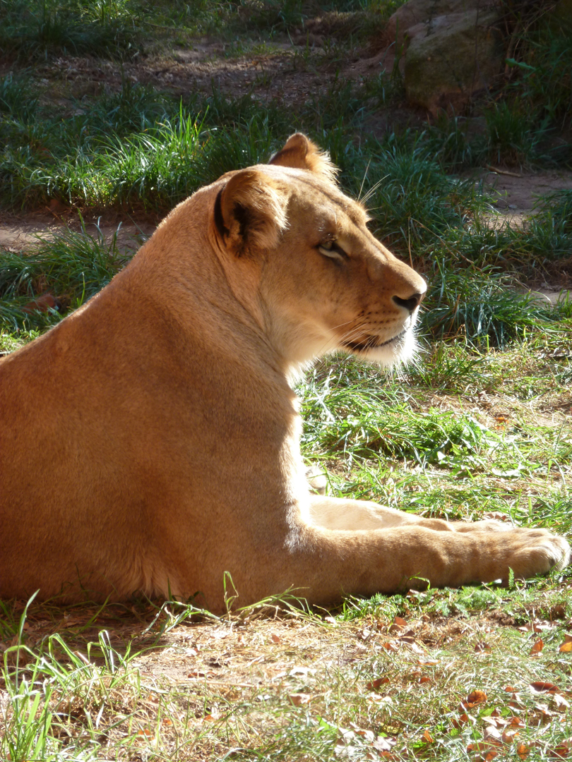 Löwin im Zoo Hannover