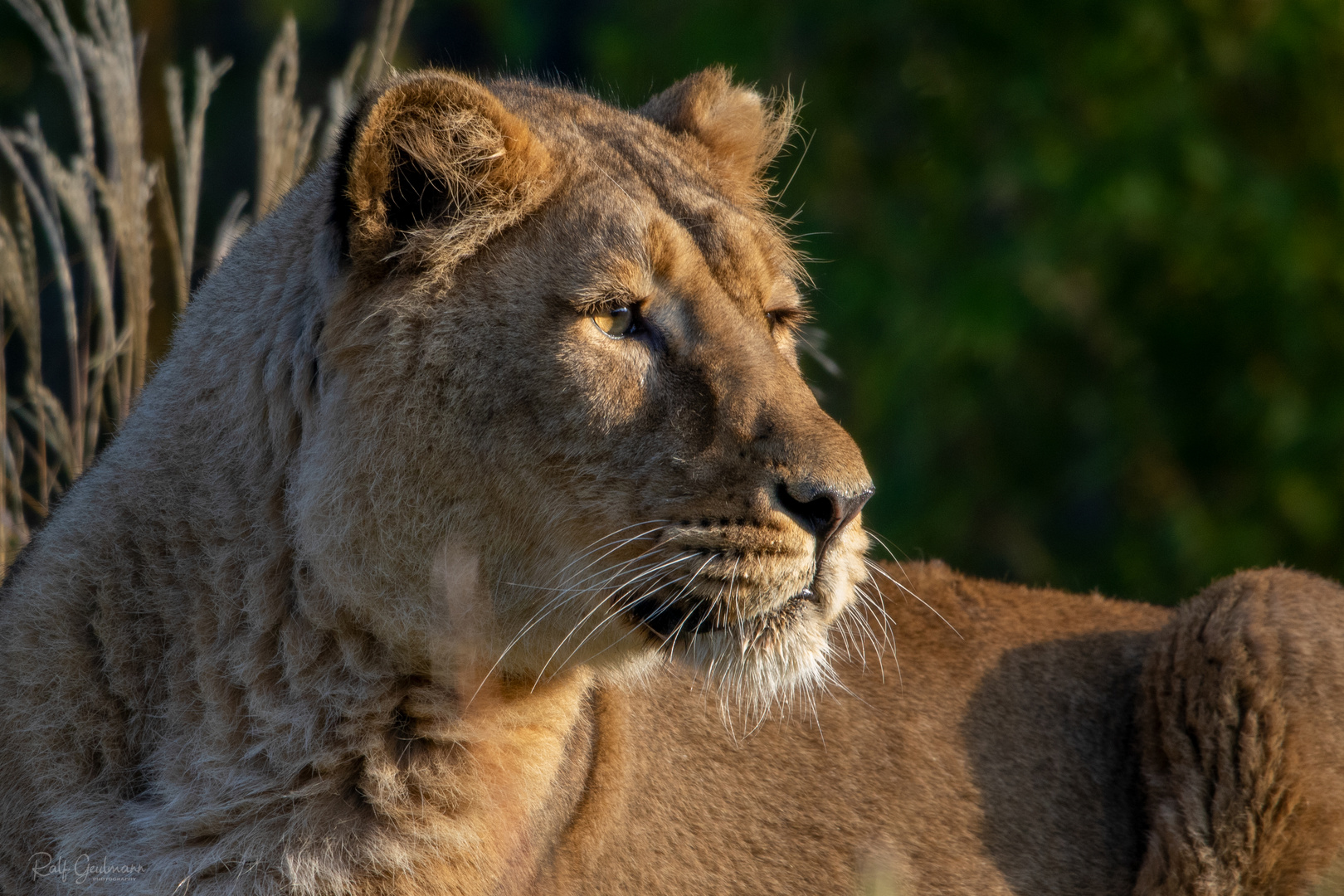 Löwin in der Abendsonne