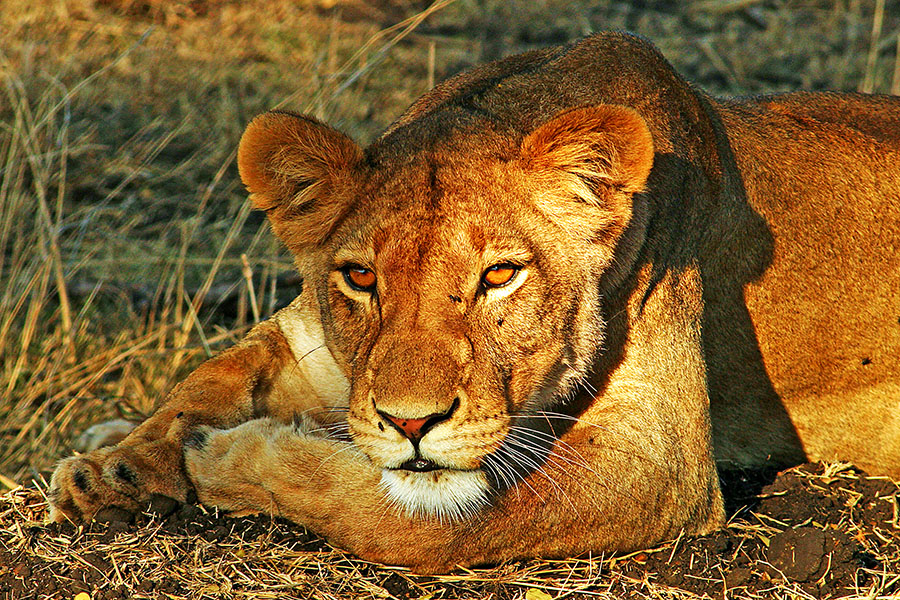 Löwin in der Abendsonne