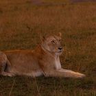 Löwin in der Abendsonne