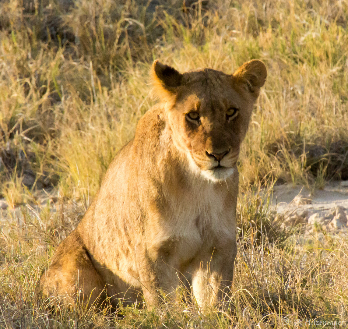 Löwin in der Abendsonne von Etosha