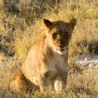 Löwin in der Abendsonne von Etosha