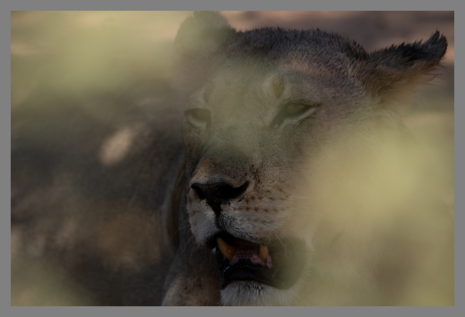 Löwin in der Kalahari