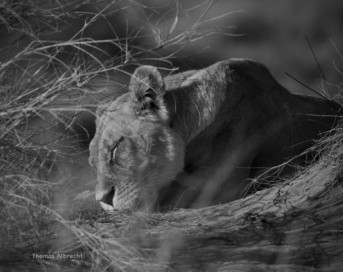 Löwin in der Kalahari Game Lodge
