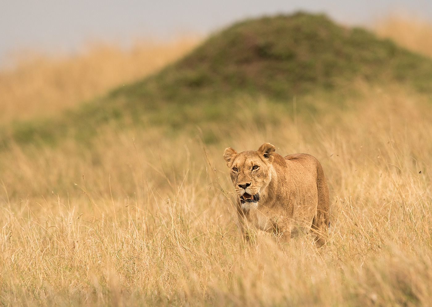 Löwin in der Mara