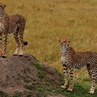 Löwin in der Masai Mara
