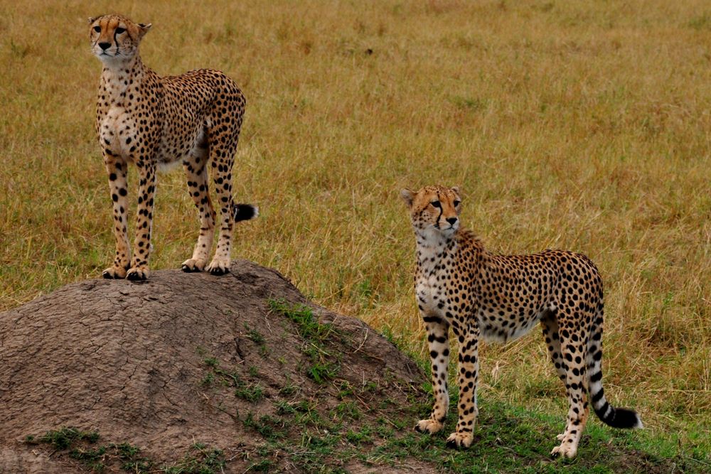 Löwin in der Masai Mara by aesch237 