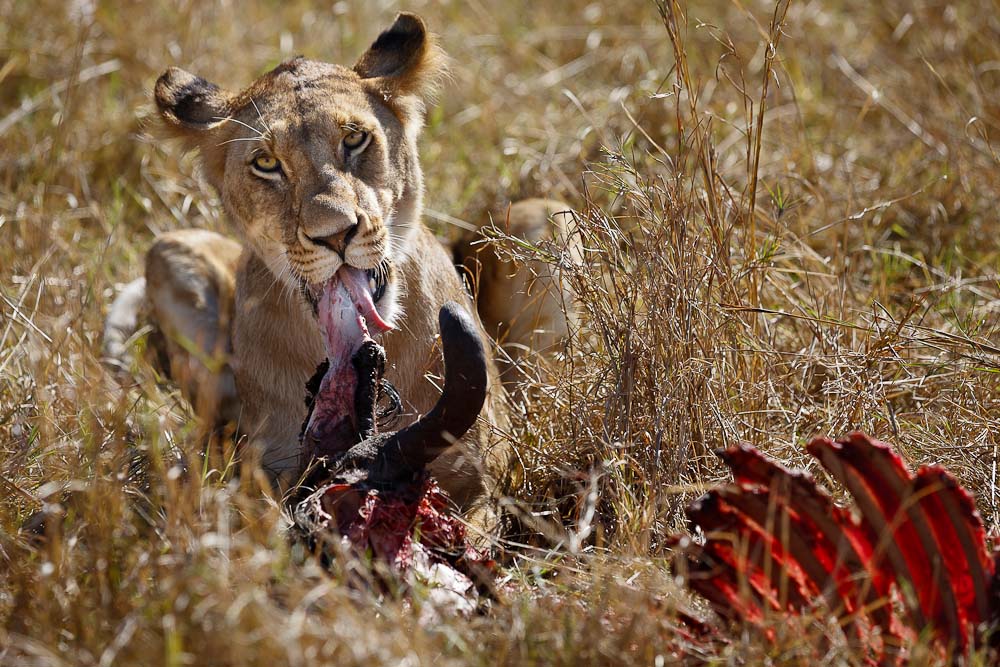 Löwin in der Masai Mara