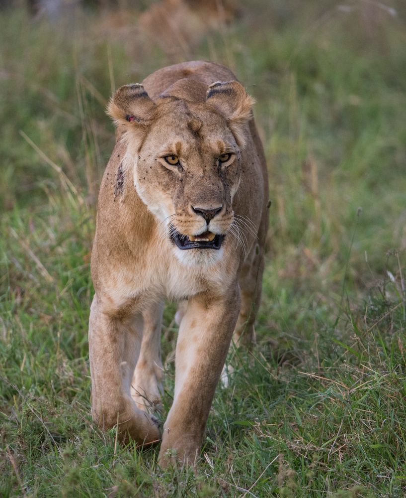 Löwin in der Masai Mara