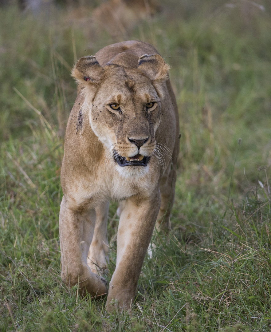 Löwin in der Masai Mara