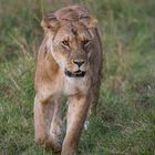 Löwin in der Masai Mara