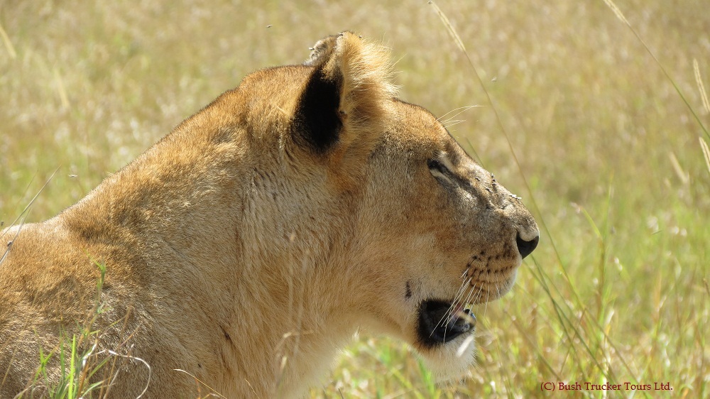 Loewin in der Masai Mara