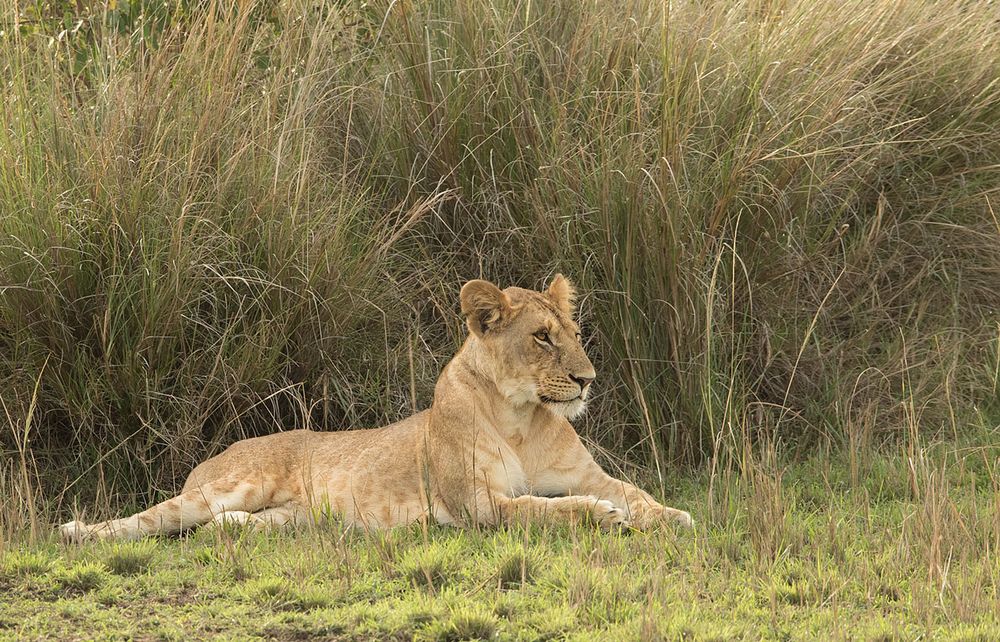 Löwin in der Massai Mara