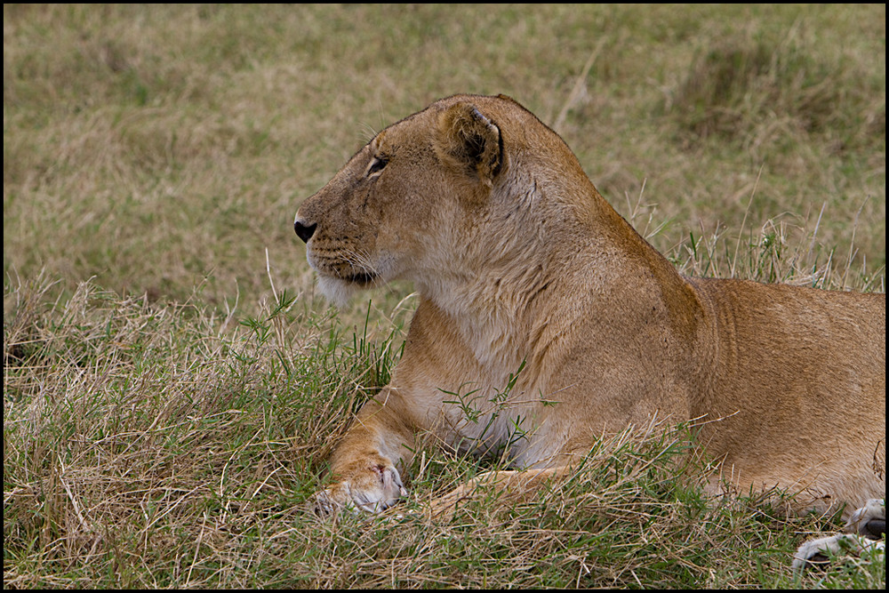 Löwin in der Massai Mara