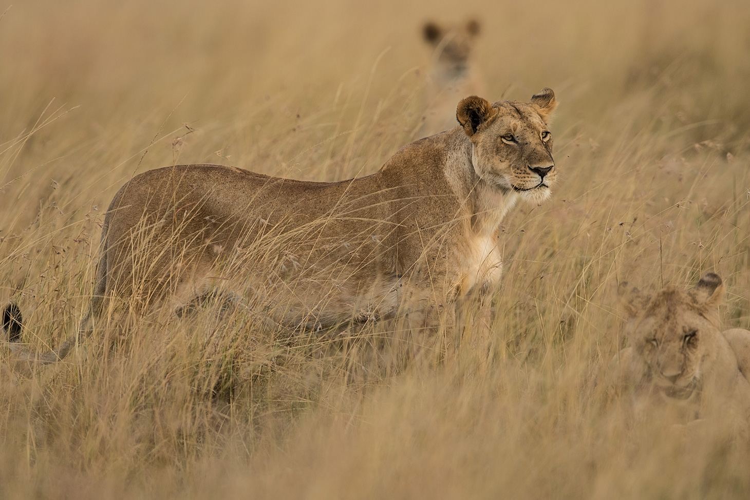 Löwin in der Savanne Foto & Bild | tiere, wildlife, kenia ...