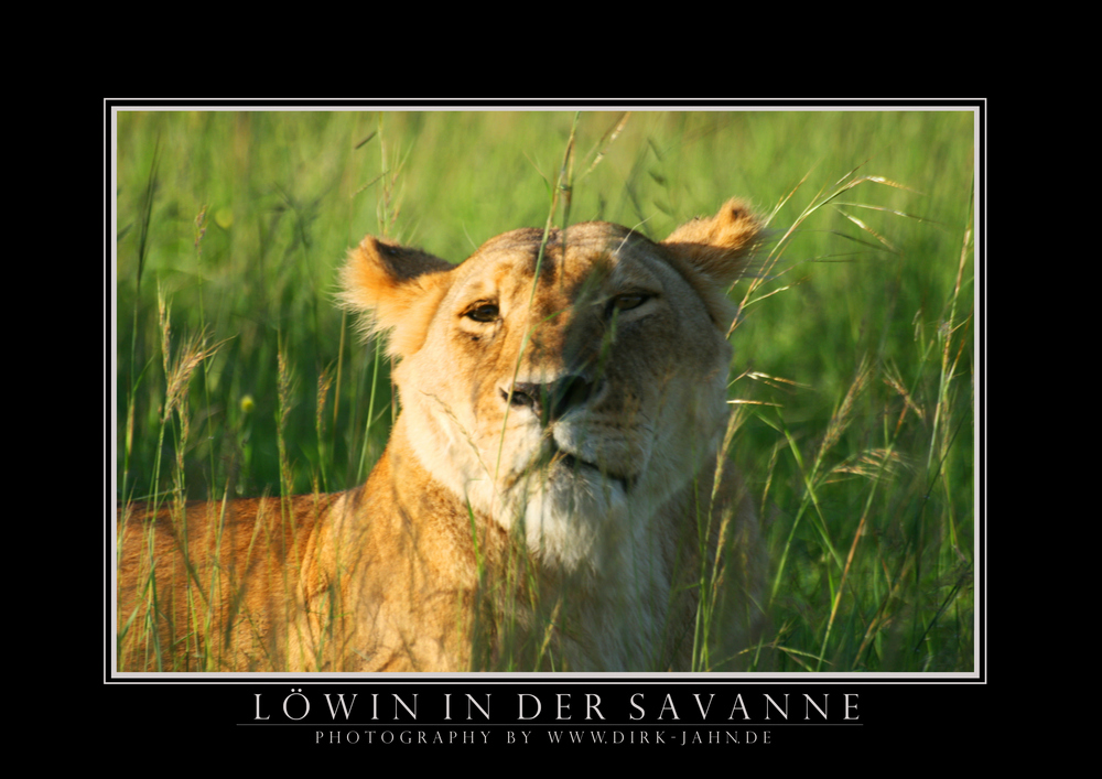 Löwin in der Savanne