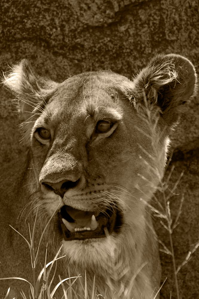 Löwin in der Serengeti von Klaus Eißmann 