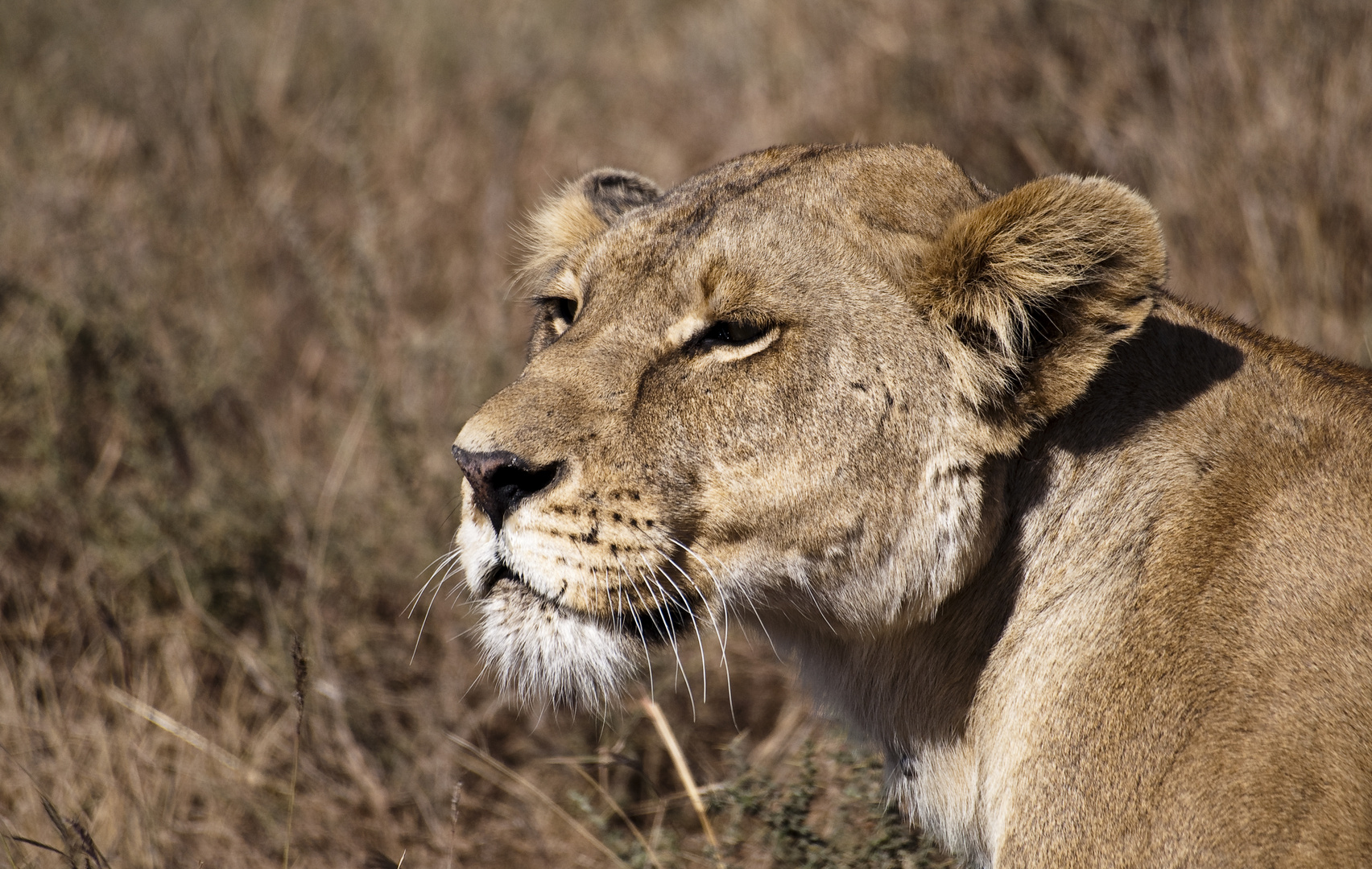 Löwin in der Serengeti